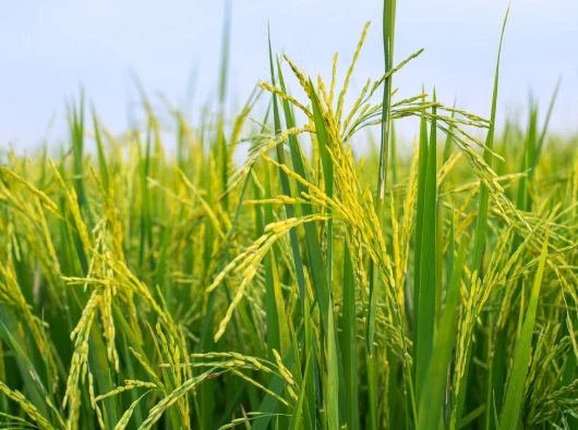 Kades Rapak Lambur Targetkan Swasembada Pangan Lewat Program Oplah